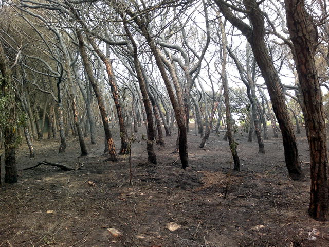 Part de la pineda de Llevant Mar (Gav Mar) desprs de ser cremada en un incendi (19 Maig 2012)